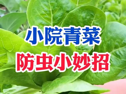 小院种菜防虫妙招#农业 #种植小技巧 #种菜 #农业种植 #农村生活 #种菜小技巧 #蔬菜种植 @DOU+小助手 @抖音小助手