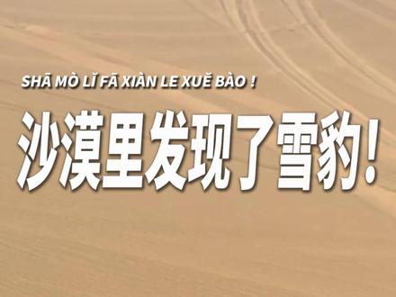 沙漠里遇到了雪豹!我问你视频的ai提示呢? 好像是从天山追着猎物过来的,然后迷路了。#雪豹 #沙漠 #奇闻趣事 #野生动物