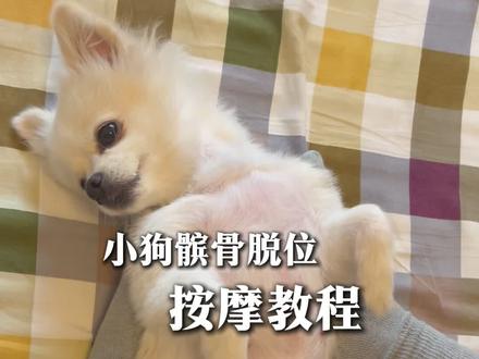 髌骨脱位狗狗按摩手法公开!一周见效,走路明显改善
被问爆的按摩教程来了!就是这套手法,让我家小狗一周内跛行明显改善。纯干货,速收藏!
解决痛点:肌肉紧张、走路跛行、不敢受力
🕒 每日15分钟跟练流程:
热身(2分钟):手掌轻揉大腿肌肉放松。
核心按摩(10分钟):视频详细演示指法和位置。
整理(3分钟):轻抚按摩,放松结束。
❌ 警告:禁止以下行为!
不要暴力将髌骨“掰正”,这会造成二次伤害!
狗狗抗拒时不要继续! 严格限制跳跃动作,上下床和沙发使用狗狗楼梯⚠️
跟着视频做,减少狗狗痛苦!记得点赞收藏,转给需要的家长!#狗狗髌骨脱位怎么办 #养狗教程 #宠物按摩教程 #博美犬 #狗狗髌骨脱位