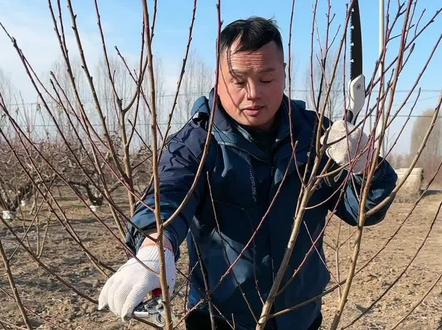 小桃树修剪示范
#微光点亮乡村 #乡村守护人 #来抖音学农技 #新农人计划2024 #桃树修剪