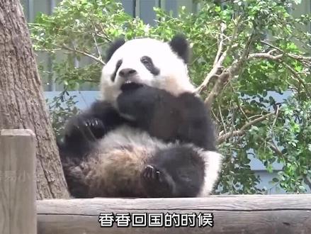熊猫香香回国,日本民众崩溃大哭,没有熊猫怎么活啊 #大熊猫 #熊猫 #日本 #动物 #搞笑 #涨知识