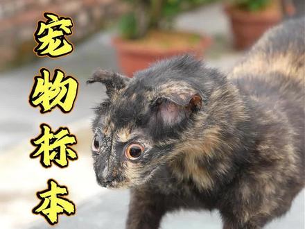 总觉得离别太突然,把爱做成标本,让陪伴一直都在
#宠物标本 #宠物标本定制 #标本 #猫