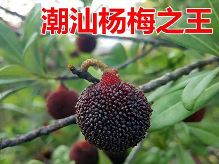 酸酸甜甜的杨梅大家都吃过,但你知道这种核酥肉堪称杨梅界扛把子的乌酥杨梅吗?#热门话题热点榜 #抖音助农 #农业知识 #杨梅 #金灶杨梅