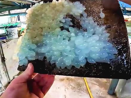 <第2/3集>乌贼的秘密,养殖过程大开眼界