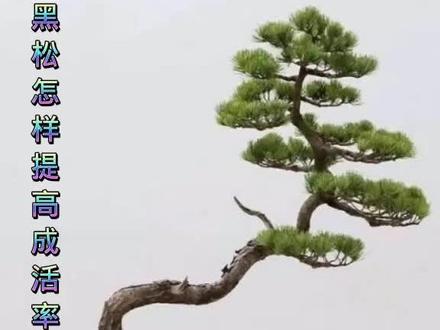 #创作灵感 #盆景制作 #山松盆景 裸根松树这么栽,成活一半没问题!记得帮我点个赞哦!