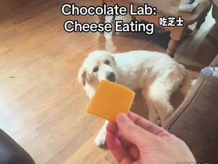 大白熊犬与拉布拉多的区别~ #狗狗 #可爱 #大白熊 #拉布拉多