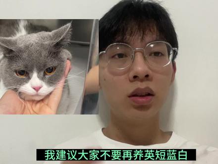 英短蓝白患有不治之症:肥厚型心肌病的概率高得离谱。被搞繁殖的猫舍举报了,我就再发。宠物医院不愿挣这种畸形的钱。这个品种应该被禁止繁育。#猫咪 #猫心脏病 #萌宠 #英短 #科学养宠攻略