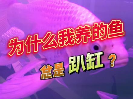 为什么我养的鱼总是趴缸?#养鱼#水族#鱼缸