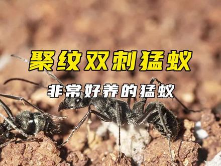 聚纹双刺猛蚁出“蚊子”啦 聚纹双刺猛蚁真的非常好养,
唯一的问题就是无后繁殖都是“蚊子”
话说这雄蚁长的可真不像聚纹双刺哈。
#蚂蚁 #昆虫 #宠物 #异宠 #观察昆虫