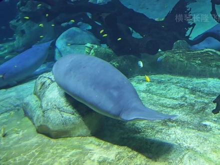 快来看看爬行的海牛…… #海牛 #神奇动物在抖音 #萌宠出道计划 #爬行 #海猪