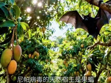 发生在印度的尼帕病毒#你了解多少#我们如何正确对待和预防呢?