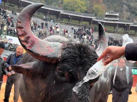 雷山A组四不限冠军牛王#牛气冲天