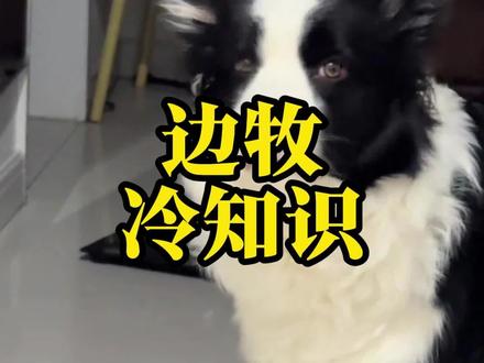 “边牧冷知识”#边牧 #狗是狗边牧是边牧 #训犬