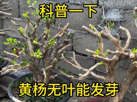黄杨无叶能不能发芽?今天大老石带你一探究竟,不信可以进来看看