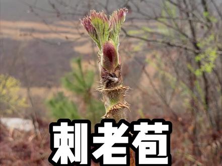 有想来的粉丝可以赶紧私信了#春天 #三农 #刺老芽 #云上沙溪