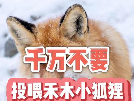 千万不要再投喂禾木的小狐狸了,尊重自然法则,不打扰才是最好的保护#禾木小狐狸#保护野生动物#旅行大玩家 #遇见美好冬日 #新疆 #禾木