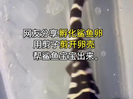 《关于鲨鱼也有卵》这件事😅#科普