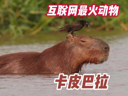为什么卡皮巴拉能成为全网最火的动物? 科普卡皮巴拉,通过卡皮巴拉的外貌特征和习性,解释它为什么能火爆全网,成为佛系表情包。#动物科普 #动物世界 #动物百科 #卡皮巴拉 #水豚