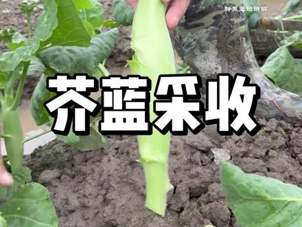 芥蓝从种植到收获,多大采摘口感比较好 #三农 #种菜