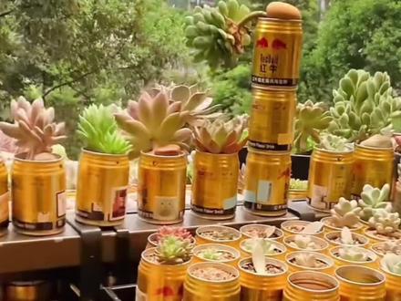 #红牛罐种多肉 #记录多肉生活 自从养了多肉,你也见到啥都像都像花盆了啊?红牛罐快点利用起来种多肉吧。今天又捡到了好多废物,我拿来可当宝贝儿…