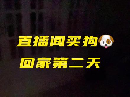 直播间买狗到家第二天了#韩系比熊 #直播间买狗 #萌宠出道计划