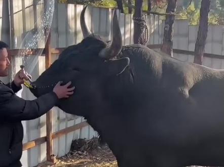 迪庆战队出征昆明茶花箐四不限30万大奖的牛王