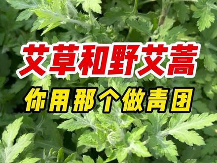 如何分辨野艾蒿,哪种艾草(蒿)可以做青团#野艾蒿#艾草#艾草青团#科普日常冷知识