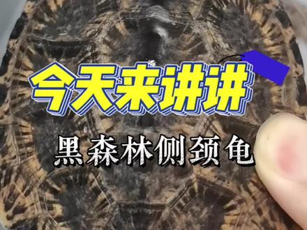 今天来讲讲——黑森林侧颈龟🐢#西非黑森龟 #黑森林侧颈龟 #侧颈龟 #萌宠出道计划 #神奇动物在抖音 @抖音小助手 @DOU+小助手 @学养龟的小小帅 @胖虎和他的龟龟