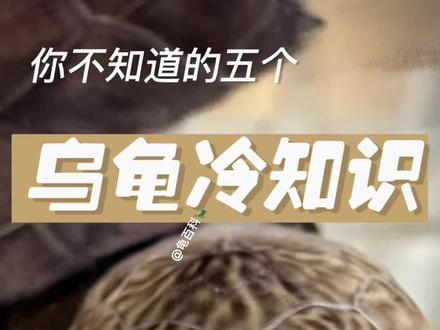 乌龟剪指甲??#爬宠 #萌宠推荐官 #龟龟#科普知识