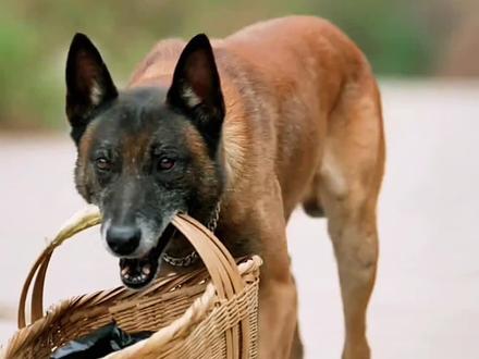 它不会说话,却用生命提醒我们!#狗狗成精了 #狗狗 #农村