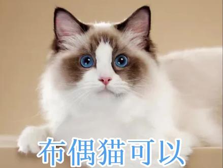 布偶猫可以和什么猫配种#萌宠出道计划 #布偶猫 #科学养宠攻略 #记录猫咪日常 #谁能拒绝傻憨憨的小猫咪 #评论区看看你们的猫 #铲屎官的乐趣
