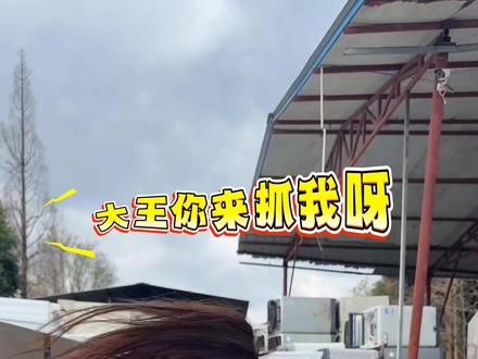 大王你要是再抓不住我,我可要来抓你咯 #大王来抓我呀 #废品精