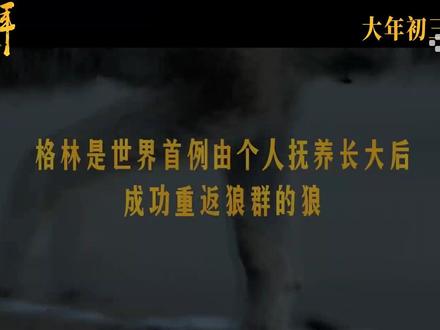 纪录电影《重返·狼群》发布定档预告。(央视频号:影视留声机)
