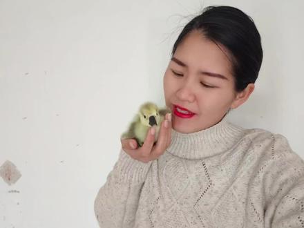 水床孵化了33天的狮头鹅终于出壳啦 #孵蛋 #人工孵化 #狮头鹅