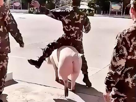 当兵被安排去养猪怎么办?