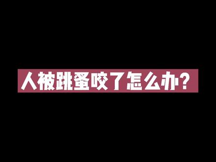被流浪猫身上的跳蚤咬了怎么办?#养宠进阶指南 #流浪猫救助