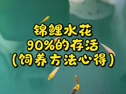 90%存活率以上的水花饲养方法,你学会了这4点,你也能做到 #养鱼日记 #锦鲤水花 #生活 #血统锦鲤 #帆布鱼池养锦鲤