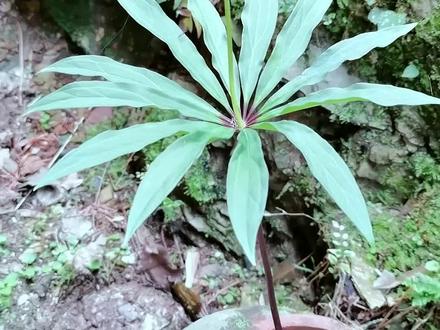 七叶一枝花,重楼,蚤休,你的家乡叫它什么名字呢?#中草药