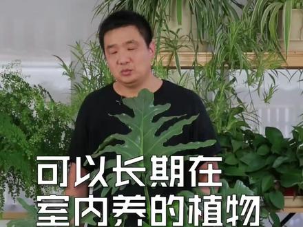 可以长期在室内养的春羽