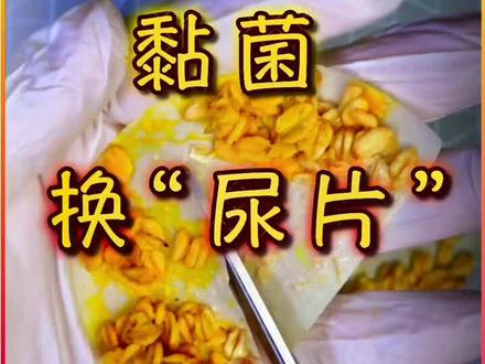 如何给黏菌换“尿片”#黏菌 #宠物 #换尿片@抖音小助手
