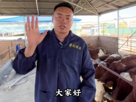 都说养牛赚钱到底能赚多少钱啊?看完视频记得双击点赞收藏备用#三农 #养牛人 #农村生活