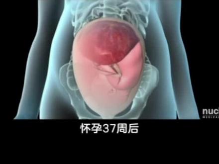 3D动画诠释顺产全过程,每一位妈妈都很伟大。原视频来自:Nucleus Medical Media