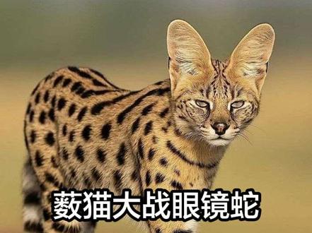 体长仅一米的薮猫对毒蛇并没有免疫力,但它们胆大包天常常捕杀眼镜蛇!#神奇动物在抖音 #薮猫 #保护野生动物