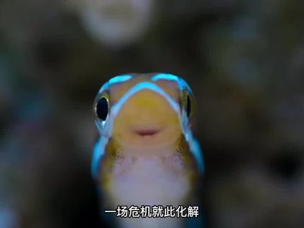 孤勇者小螃蟹大战#棘冠海星 ,誓死保卫家园,太感人。#珊瑚礁一年一次的繁殖,堪比大片,生命的重生、繁衍,真美好#海洋生物 #育儿 #纪录片 #动物知识科普 妈妈一定要给孩子看的#动物纪录片