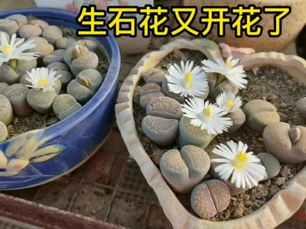 多肉生石花又开花了,给生石花授粉后就有种子