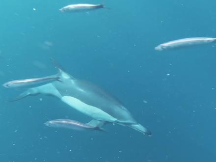 Barry看世界 人类史上首次破解海豚语言 终于有一天 人也可以说海豚 抖音