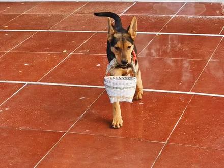 昆明犬黑背系幼犬!#昆明犬 #警犬 #创作灵感