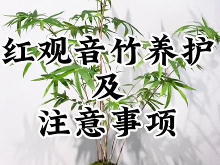 红观音竹的养护来了#花卉绿植 #盆栽 #红观音竹
