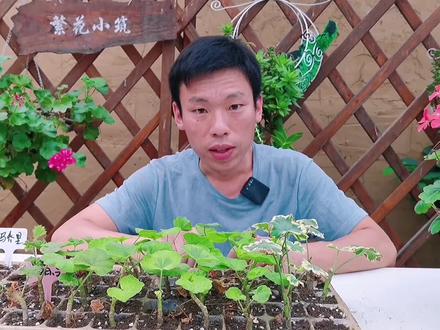 天竺葵扦插方法分享,十天生根半个月上盆,简单易学实用