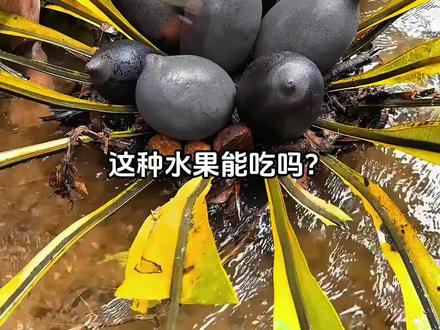 这种水果能吃吗?#科普#水果#青年创作者成长计划